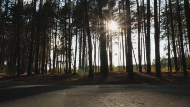 Rayos solares en bosque de pinos — Vídeo de stock