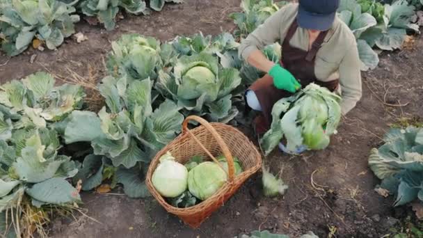 Женщина-фермер в поле чистит капусту ножом — стоковое видео