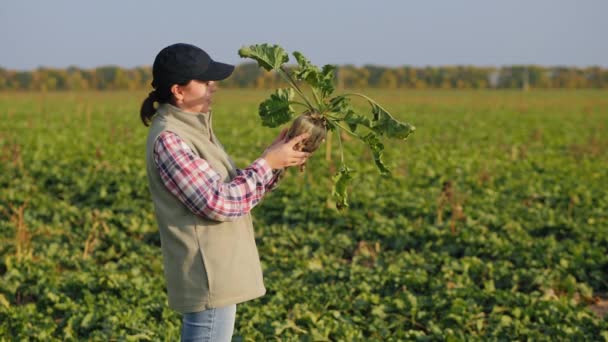 Donna nel campo tiene una grande barbabietola da zucchero matura — Video Stock