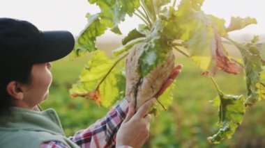 Agronomist gün batımında şeker pancarı denetler
