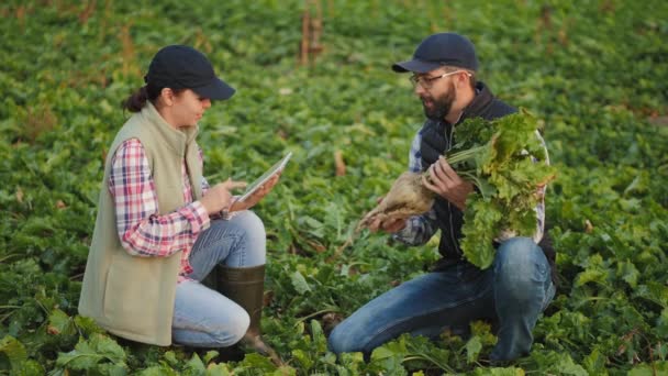 Gli agricoltori lavorano con un tablet in un campo di barbabietole — Video Stock