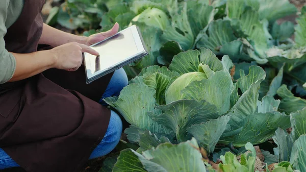 Kadın çiftçi olgun lahanayı inceliyor, dijital tablet kullanıyor.