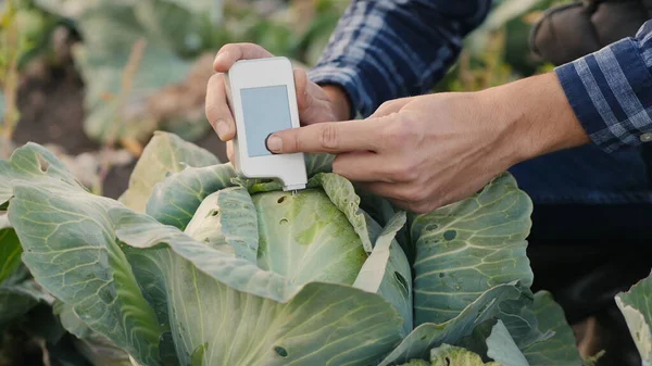 Agronomist lahanadaki nitrat miktarını ölçüyor