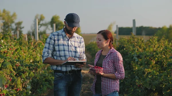 Two people stand between rows of raspberry bushes with tablet — Stock Photo, Image