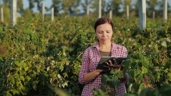 Mujer agricultora trabajando con la tableta en el parche de frambuesa — Foto de Stock