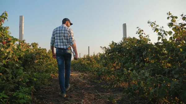 Farmer examines a crop of raspberries in a field — Stock Photo, Image