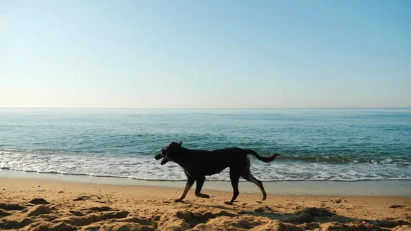 Evsiz köpek deniz kenarında koşuyor.
