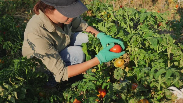 Ragazza raccoglie pomodori rossi maturi da un cespuglio — Foto Stock