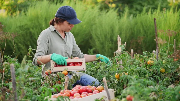 Mujer recoge tomates y los pone en una caja de madera — Foto de Stock