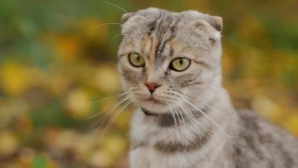 Scottish fold grey tabby cat in nature, close-up — Stock Video