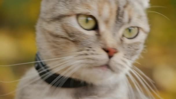 Pliegue escocés gris gato tabby en la naturaleza, primer plano — Vídeo de stock