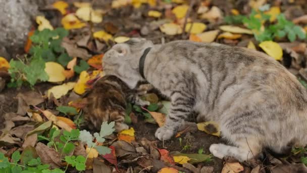 Grå tabby katt innehav i mun kattunge — Stockvideo