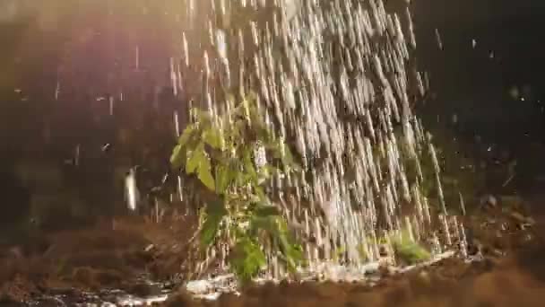 Tomatenzaailingen met water in de grond, close-up — Stockvideo