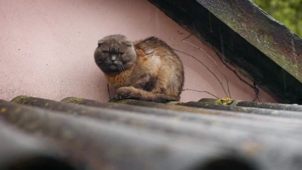 Портативный снимок грустной влажной кошки, прячущейся от сильного дождя — стоковое видео