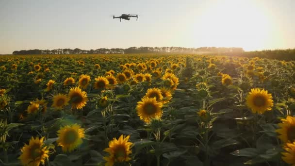 Το τηλεκατευθυνόμενο πετάει ομαλά πάνω από ένα χωράφι με ηλιοτρόπια — Αρχείο Βίντεο