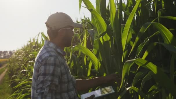 Фермер проверяет рост кукурузы, использует цифровой планшет — стоковое видео
