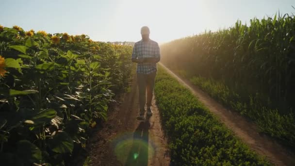 Agricultor con tableta digital caminando entre campos agrícolas — Vídeo de stock