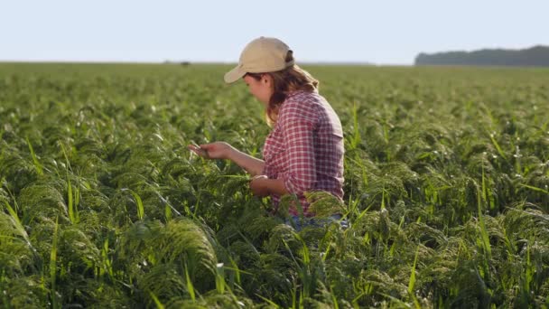 Farmer girl bada dojrzewanie prosa w terenie — Wideo stockowe