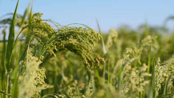 近くの畑の雑穀のすすいでいるブラシ — ストック動画