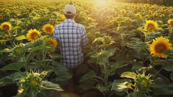 Agricultor camina a través de un campo de girasol en flor — Vídeos de Stock
