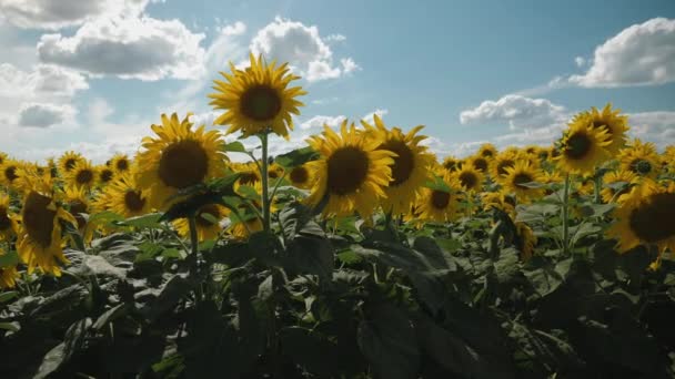 Champ de tournesol sur fond de nuages