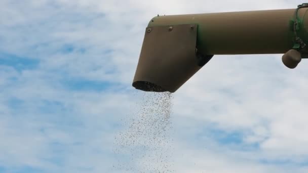 Combine colheitadeira usando bin auger para descarregar grãos de trigo — Vídeo de Stock