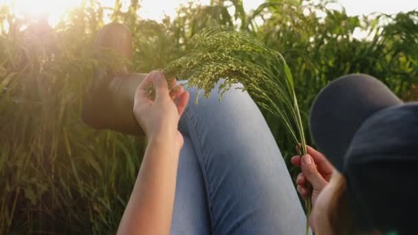 Campesino descansando en el campo examina una ramita de mijo — Vídeo de stock