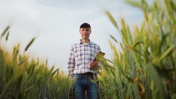 Agriculteur marchant le long d'un champ de blé avec tablette numérique — Video