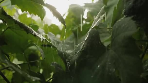 Hojas grandes de vid verde bajo la lluvia — Vídeo de stock