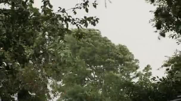 Une forte tempête de vent secoue les arbres — Video