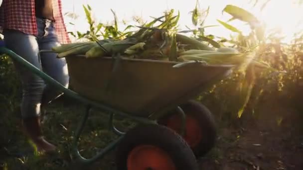 Фермерская девочка катит тачку, полную сладкой кукурузы — стоковое видео
