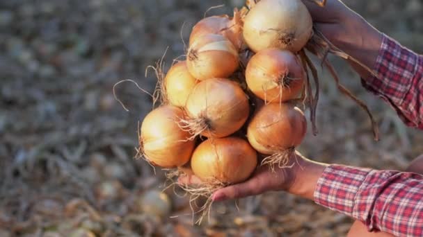 Bouquet de bulbes d'oignon dans les mains, gros plan — Video