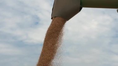 Hasat makinesini birleştirin buğday tanelerini boşaltın, yakın plan.