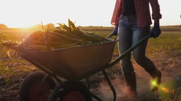Девушка фермер в резиновых сапогах катит тачку, полную кукурузы — стоковое видео
