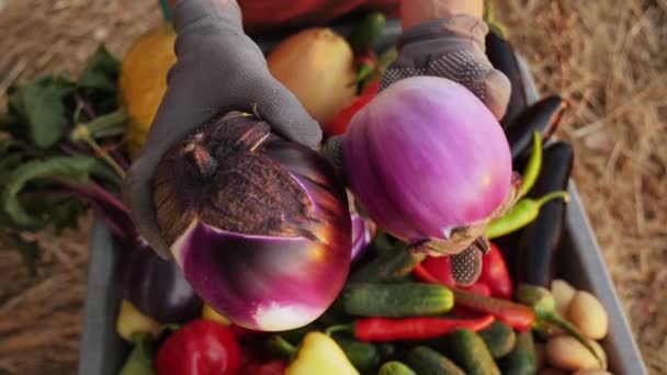 Egy gazda frissen szedett padlizsánt tart, közelről. — Stock videók