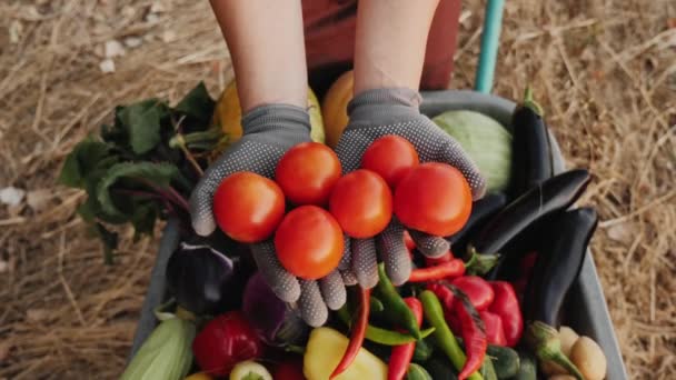 Um agricultor segurando tomates recém-colhidos, close-up — Vídeo de Stock