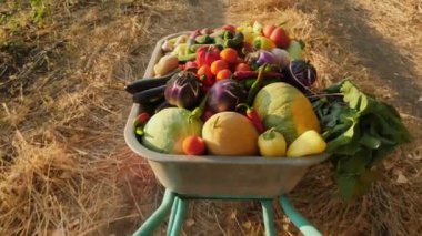 Bir çiftçinin bakış açısı bir el arabası dolusu sebze sarar.