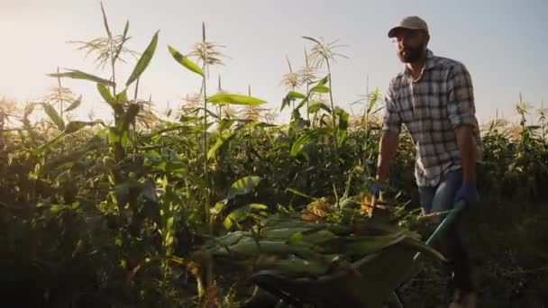 Çiftçi içi mısır dolu bir el arabası yuvarlar — Stok video