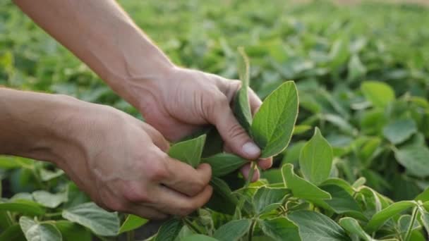 Seorang petani laki-laki tangan memeriksa daun tanaman kedelai, close-up — Stok Video