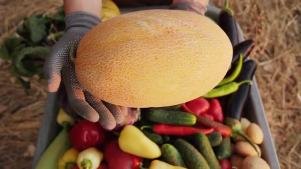 Un'azienda agricola appena raccolta melone, primo piano — Video Stock