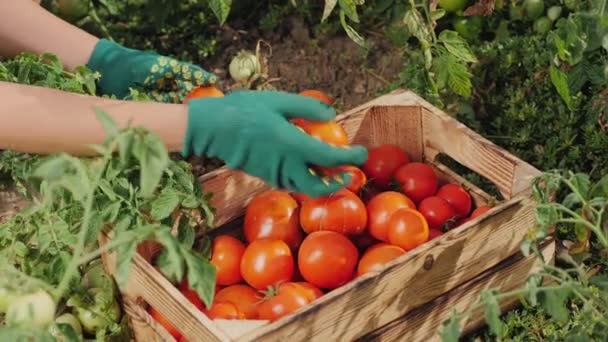 Manos en guantes recogiendo tomates de la planta, primer plano — Vídeo de stock