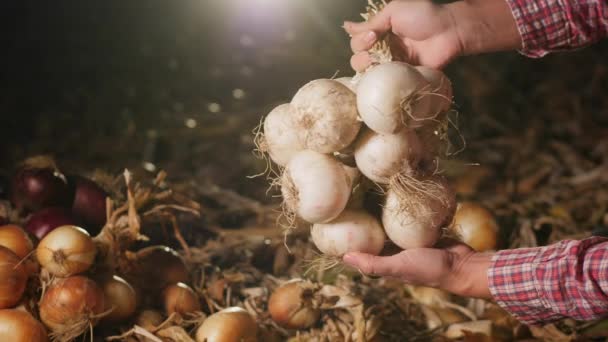 Witte uienbollen in de handen bij schemering, close-up — Stockvideo