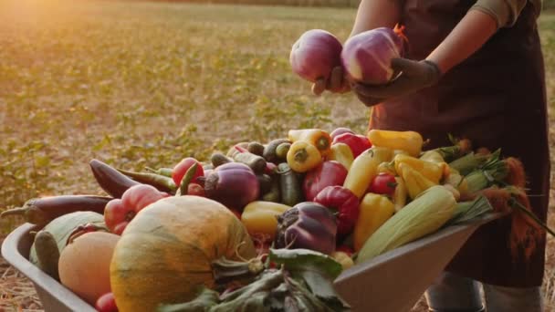 Különböző zöldségekkel teli talicskával rendelkező mezőgazdasági termelő — Stock videók