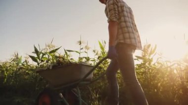 Adam mısır hasadı dolu bir el arabasını yuvarlıyor.