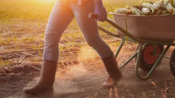 Egy farmer egy talicskát vonszol csemegekukoricával. — Stock videók