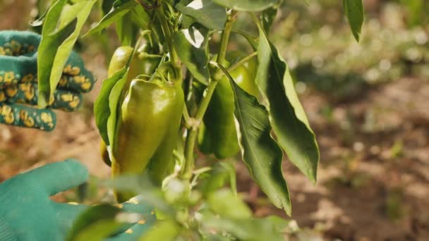 Groene paprika oogst. Biologische groenten van eigen bodem — Stockvideo