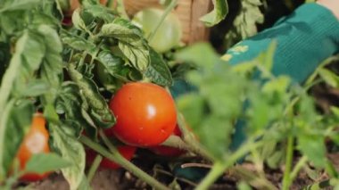 Çiftçi tarlada domates topluyor, yakın plan.