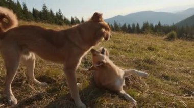 İki kızıl köpek doğada oynaşıyor.