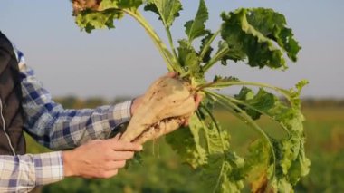 Agronomist elinde şeker pancarını yakından inceliyor.