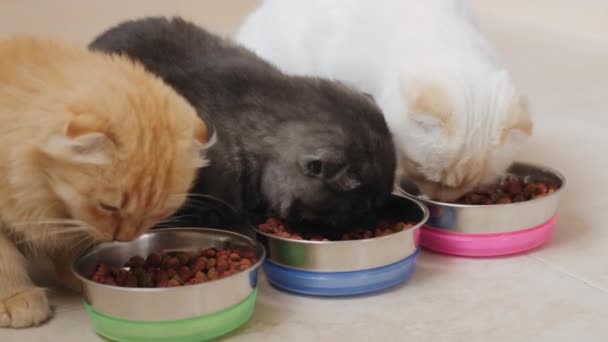 Los gatos comen comida seca de cuencos de metal en el suelo de la cocina — Vídeo de stock